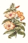Picture of FLOWERING HIBISCUS I