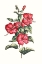 Picture of FLOWERING HIBISCUS III