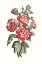 Picture of FLOWERING HIBISCUS IV