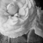 Picture of DARK RANUNCULUS II