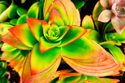 Picture of BRIGHT EXOTIC II