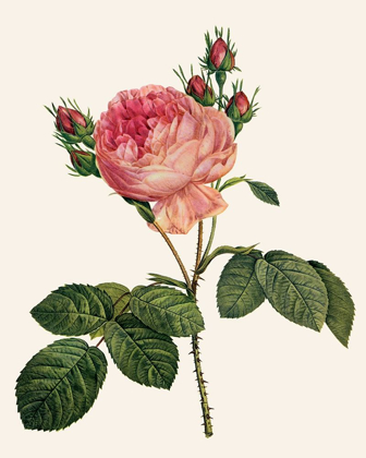 Picture of REDOUTES ROSE I