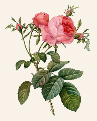 Picture of REDOUTES ROSE II