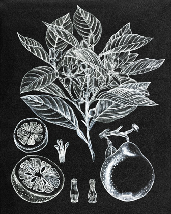 Picture of CITRUS BOTANICAL STUDY I