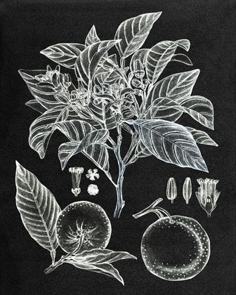 Picture of CITRUS BOTANICAL STUDY II