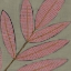 Picture of PAWPAW II