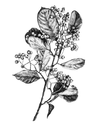 Picture of HAWTHORN BERRY BRANCH I