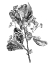 Picture of HAWTHORN BERRY BRANCH II