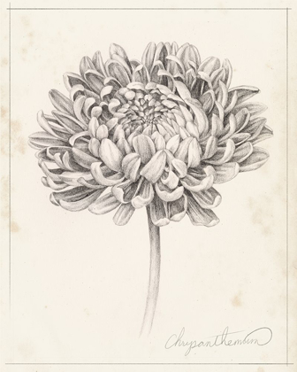 Picture of GRAPHITE CHRYSANTHEMUM STUDY II