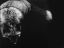Picture of WILD SCRATCHBOARD III