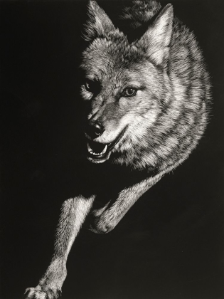 Picture of WILD SCRATCHBOARD V