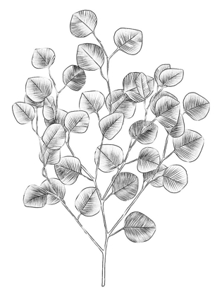 Picture of EUCALYPTUS SKETCH I