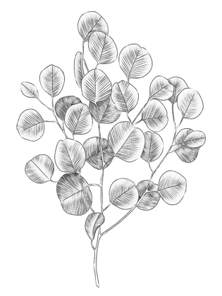 Picture of EUCALYPTUS SKETCH II