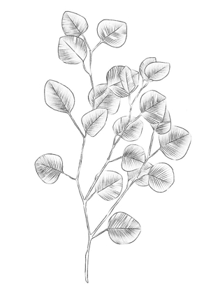 Picture of EUCALYPTUS SKETCH III