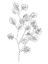 Picture of EUCALYPTUS SKETCH III