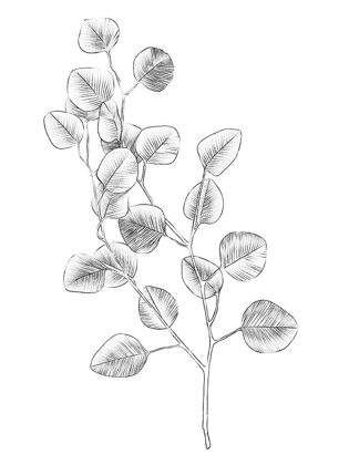 Picture of EUCALYPTUS SKETCH IV