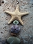 Picture of GIFTS OF THE SHORE VII