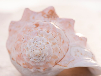 Picture of SHELL PORTRAIT I