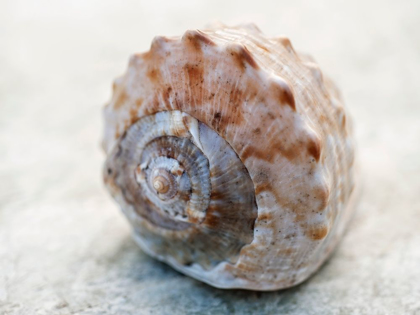 Picture of SHELL PORTRAIT V
