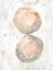 Picture of MUTED MOLUSK II