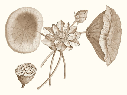 Picture of SEPIA WATER LILY I