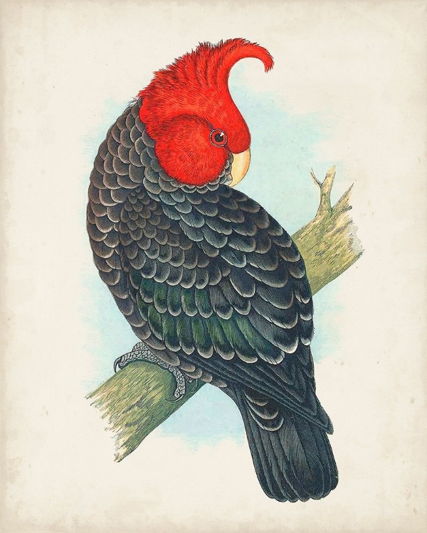 Picture of ANTIQUE COCKATOO I