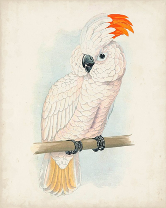 Picture of ANTIQUE COCKATOO II