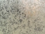 Picture of FROSTY I