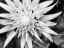 Picture of BOTANICAL UNDER COLD MOONLIGHT II