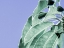 Picture of CLEAR LEAVES ON BLUE I