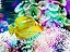 Picture of VIBRANT REEF II