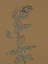 Picture of LITTLE PLANTS OF BIG SUR XIV