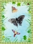 Picture of BUG COLLECTOR II