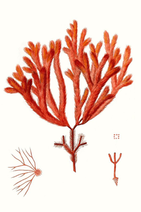 Picture of STRIKING SEAWEED II