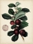 Picture of ANTIQUE FOLIAGE AND FRUIT I