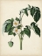 Picture of ANTIQUE FOLIAGE AND FRUIT II
