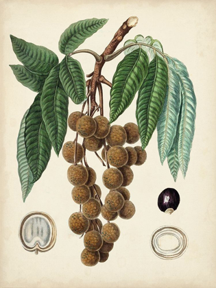 Picture of ANTIQUE FOLIAGE AND FRUIT III