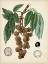 Picture of ANTIQUE FOLIAGE AND FRUIT III