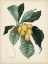 Picture of ANTIQUE FOLIAGE AND FRUIT VI