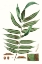 Picture of FERN FOLIAGE I