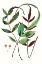 Picture of FERN FOLIAGE II