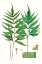 Picture of FERN FOLIAGE IV