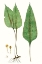 Picture of FERN FOLIAGE VI