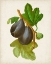 Picture of ANTIQUE FRUIT VI