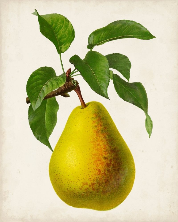 Picture of ANTIQUE FRUIT VII