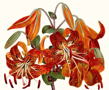 Picture of STRIKING CORAL BOTANICALS II