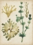 Picture of VINTAGE SEA FRONDS II