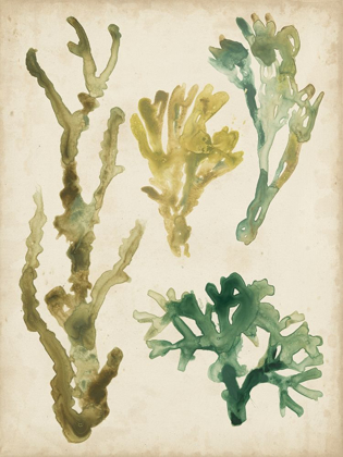 Picture of VINTAGE SEA FRONDS V