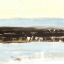 Picture of VANILLA CUSTARD I
