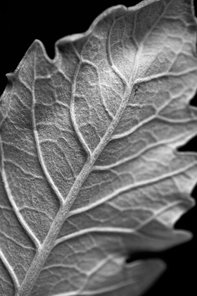 Picture of STRIKING LEAF I